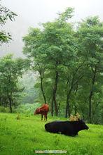 青島藏馬山鄉村（國際）生態旅遊度假區