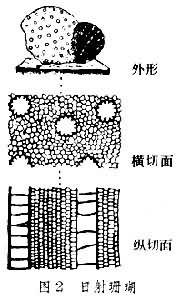 珊瑚（化石）