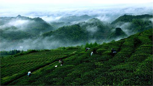 貴定雲霧貢茶