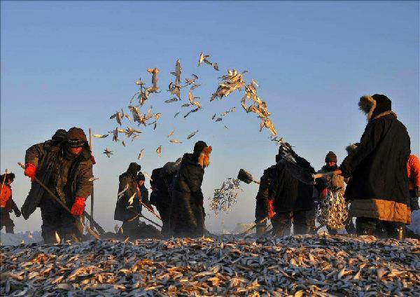 ▲傳承至今的達賚(lài)湖冬捕頭魚活動