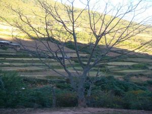 朝陽坪村