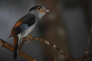 銀胸絲冠鳥指名亞種