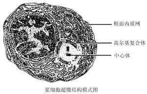 細胞內消化