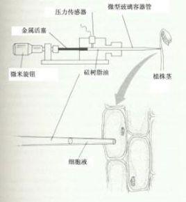 襯質勢