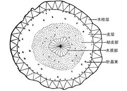 小紅參