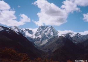 高山杜鵑林