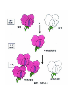 孟德爾遺傳規律