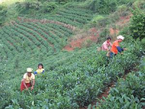 （圖）茶葉