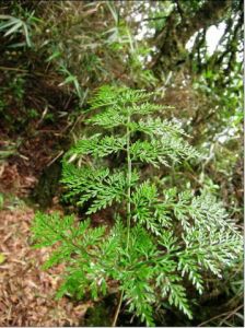 雨蕨科植物