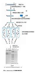 圖 6-1 化學降解法測序原理