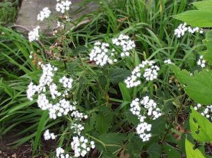 老山蛇根草