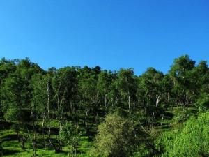 烏拉山國家森林公園