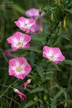 田旋花