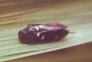 水稻赤斑黑沫蟬