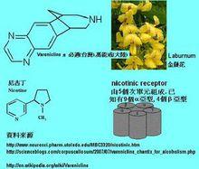 尼古丁——分子結構