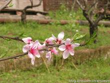 萬州天城鎮茅谷桃花園度假村