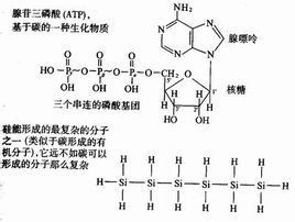 碳基生命