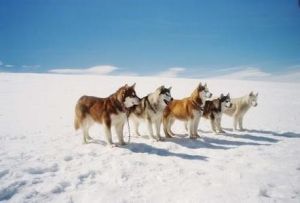 極地雪犬