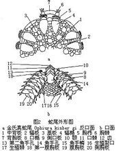 蛇尾外形圖