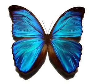藍摩爾福蝶