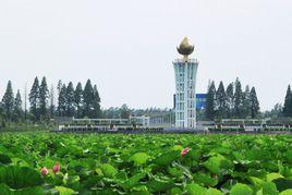 君山野生荷花世界