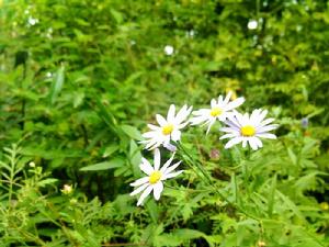 松花湖國家森林公園