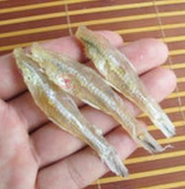 蒼白小公魚