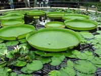 英格蘭皇家植物園