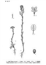 菥蓂[罌粟目十字花科植物]