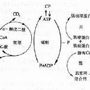 無氧閾