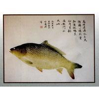 謝春明魚拓作品 鯉魚