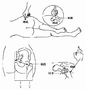 （圖）環跳穴