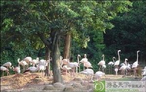 長隆夜間動物園