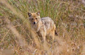 金豺歐洲亞種 金豺歐洲亞種