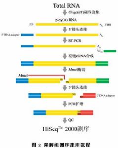 降解組測序