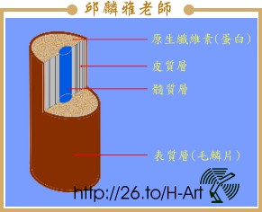 色素體