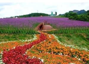 大連紫雲花汐薰衣草莊園