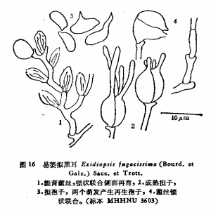 易萎擬黑耳