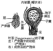 子囊[菌類囊狀器官]