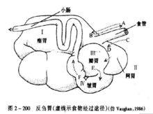 反芻胃