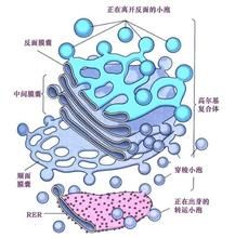 蛋白質一級結構