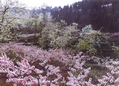 龍泉花果山