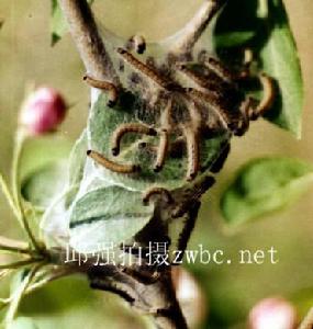 黃褐天幕毛蟲(tent caterpillar)