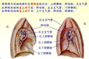 肺門