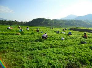 綏寧絞股藍產地環境