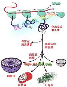 蛋白質翻譯後轉運