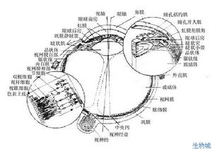 （圖）眼球詳細結構圖