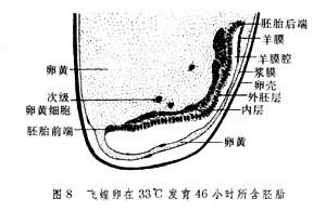 胚胎髮育（昆蟲）