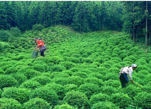 瑤里茶園