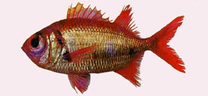 紅鋸鱗魚